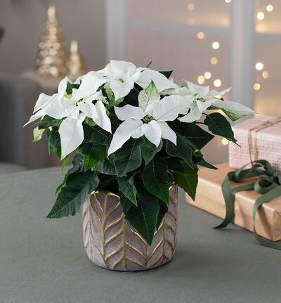 Hvit julestjerne medium Hvit julestjerne medium